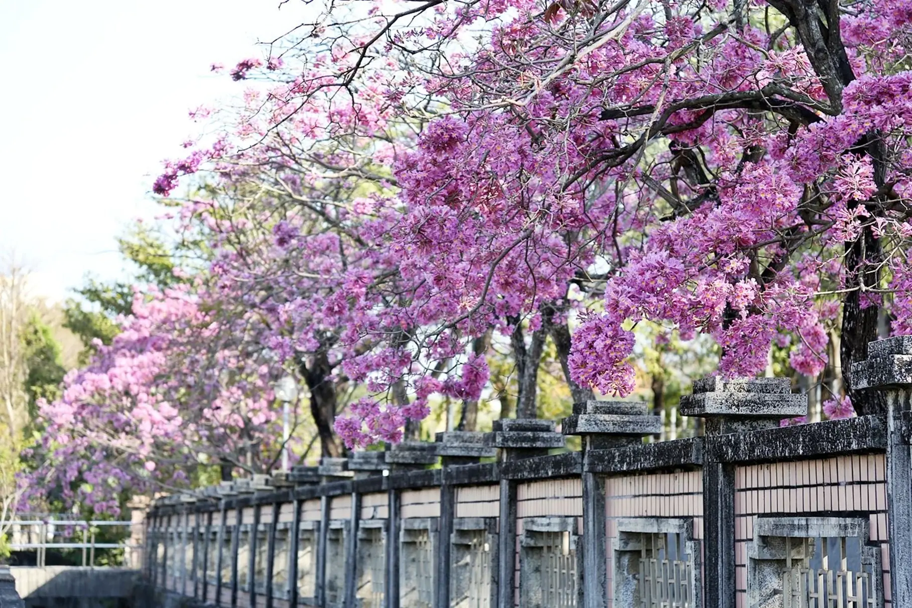 洋紅風鈴木盛開迎新春 黃花風鈴木三月接力綻放 洋紅風鈴木盛開迎新春 黃花風鈴木三月接力綻放
