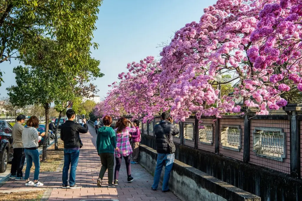 洋紅風鈴木盛開迎新春 黃花風鈴木三月接力綻放 洋紅風鈴木盛開迎新春 黃花風鈴木三月接力綻放