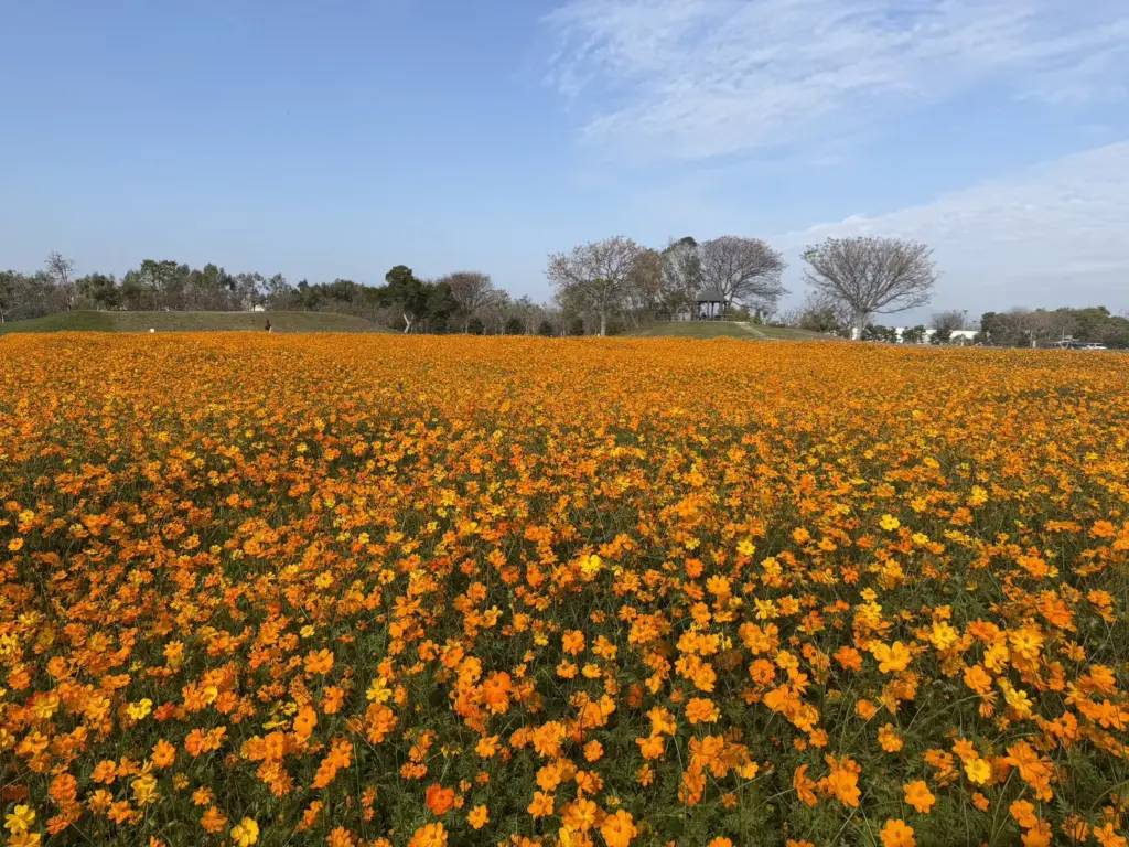 春節賞花首選「后里環保公園」! 黃波斯菊、向日葵接力登場 喜迎馬年好去處 春節賞花首選「后里環保公園」! 黃波斯菊、向日葵接力登場 喜迎馬年好去處