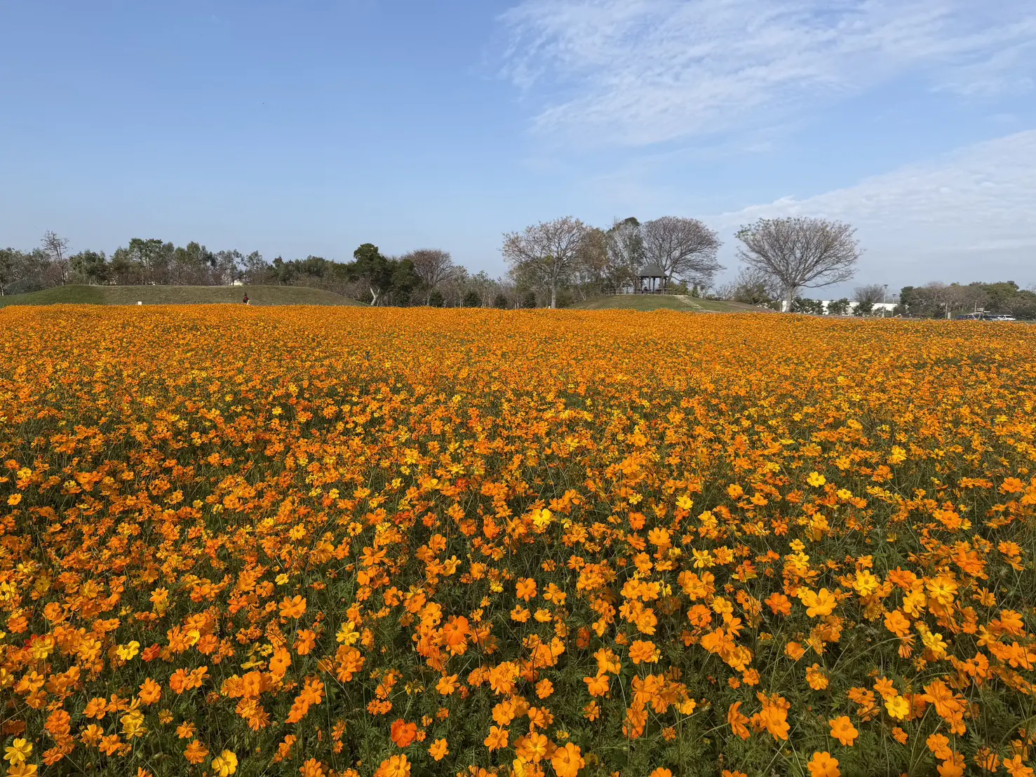 春節賞花首選「后里環保公園」! 黃波斯菊、向日葵接力登場 喜迎馬年好去處 春節賞花首選「后里環保公園」! 黃波斯菊、向日葵接力登場 喜迎馬年好去處