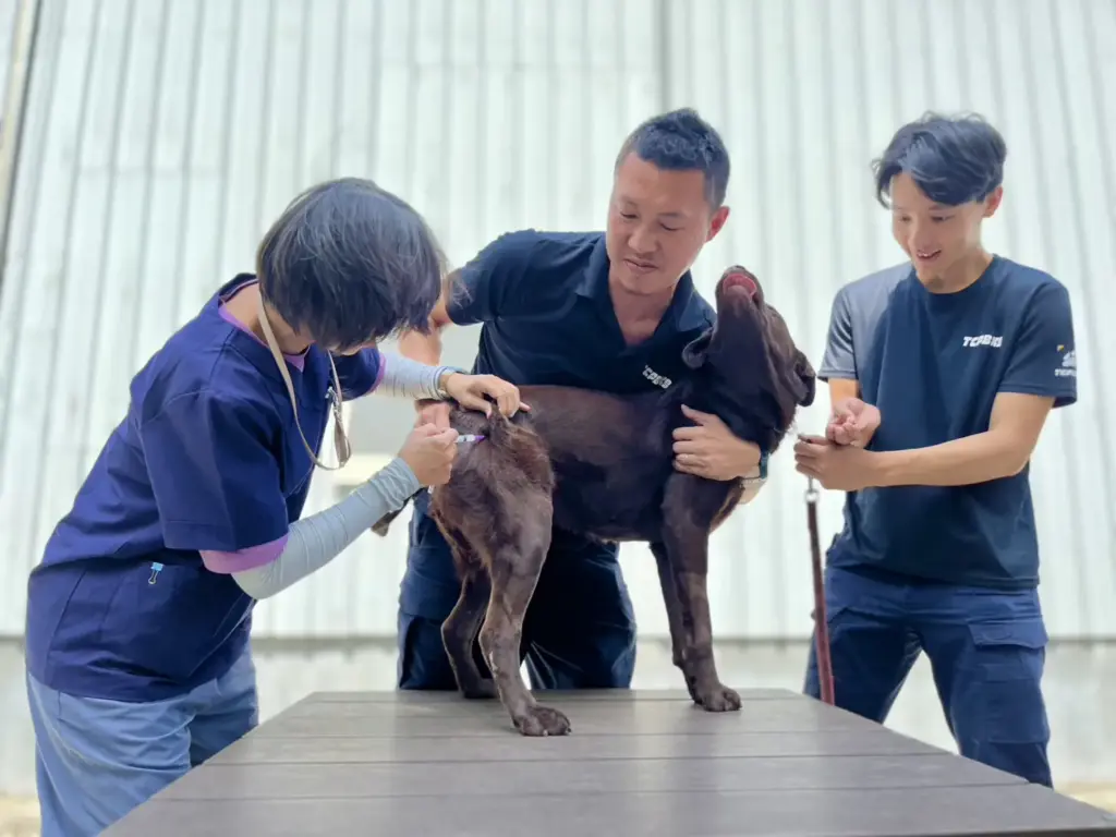 春節期間防疫不停歇! 中市動保處籲畜禽業者持續落實防疫措施 平安過好年 春節期間防疫不停歇! 中市動保處籲畜禽業者持續落實防疫措施 平安過好年