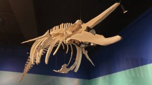 成大鯨豚中心展場設計-環境教育的沉浸式空間實踐