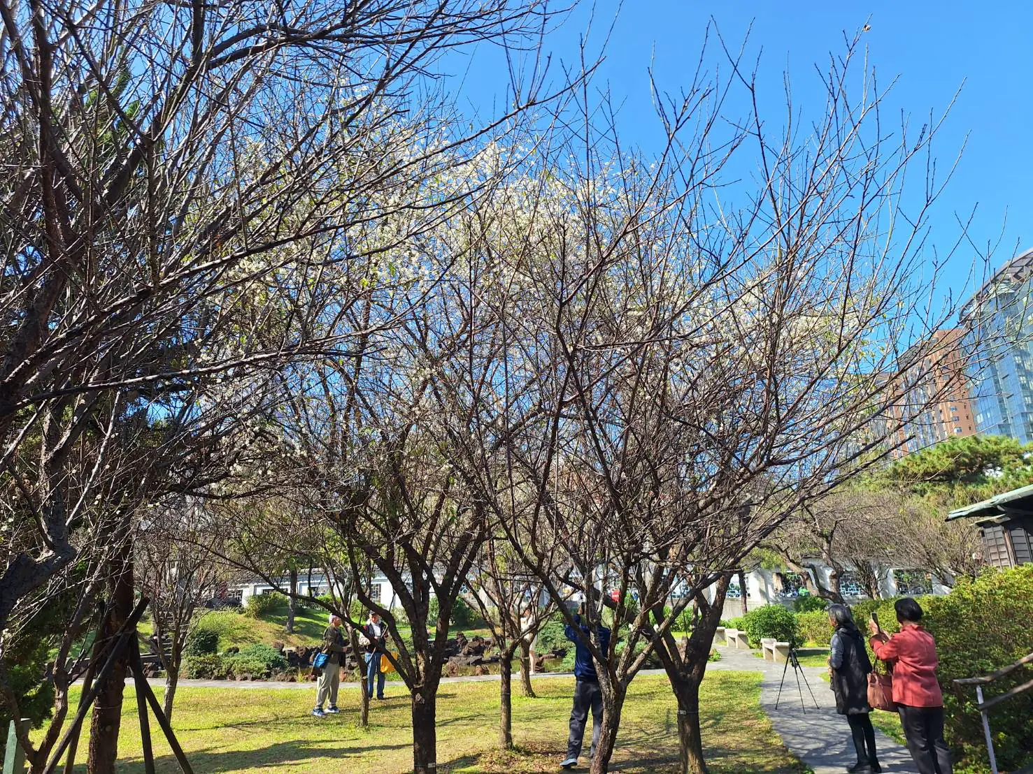 賞梅時節　逸仙、奇岩公園梅花喜報春