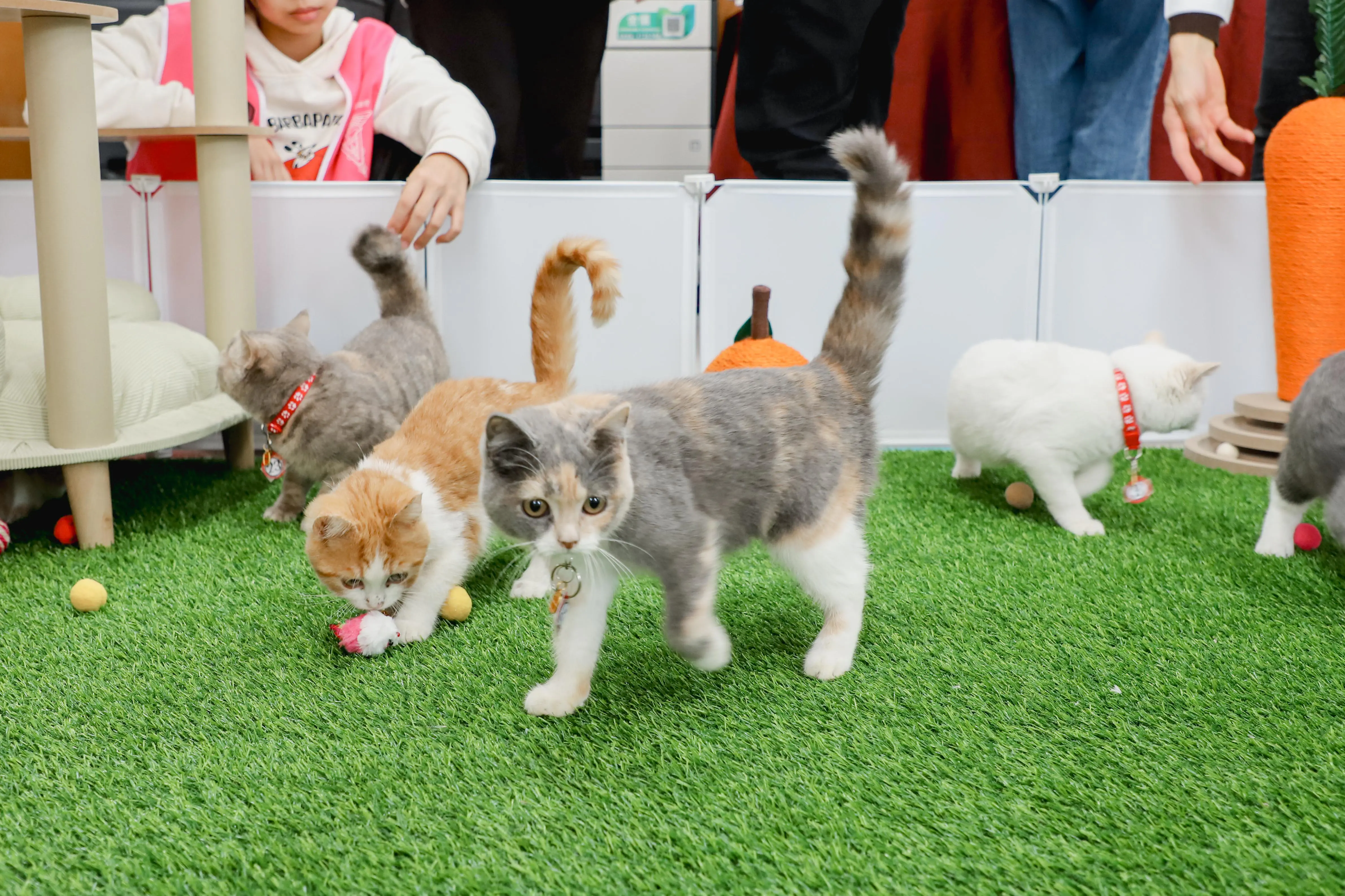 嘉義縣「喵星人命定配對」結果揭曉,0.65%中籤率抽出29位「鏟屎官」 嘉義縣「喵星人命定配對」結果揭曉,0.65%中籤率抽出29位「鏟屎官」