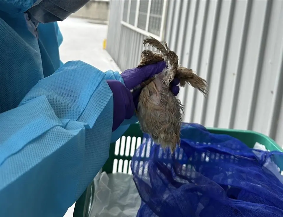 彰化縣啟動冬季強化防疫措施　防範禽流感發生