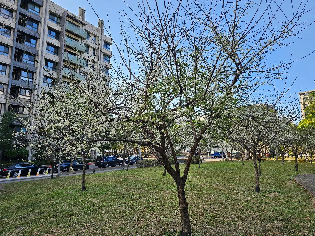 賞梅時節　逸仙、奇岩公園梅花喜報春