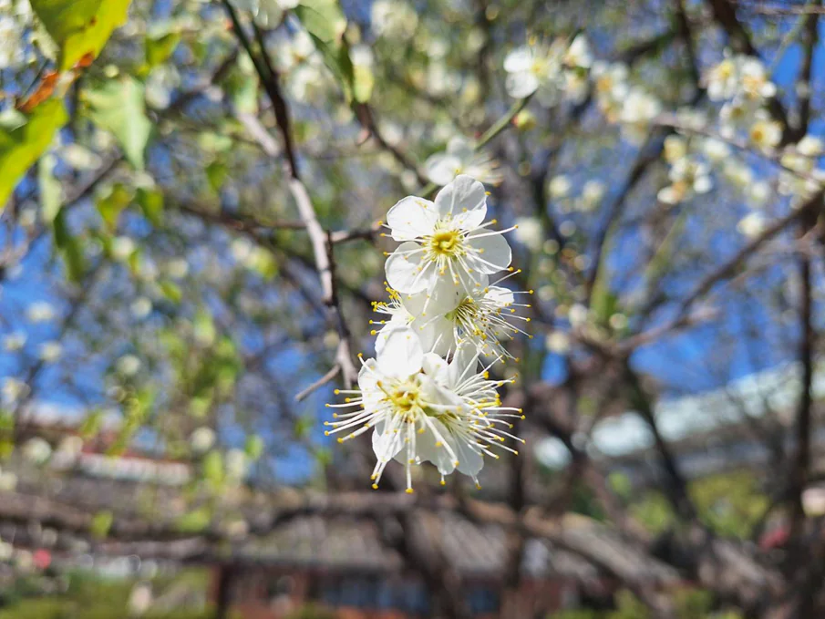 賞梅時節　逸仙、奇岩公園梅花喜報春