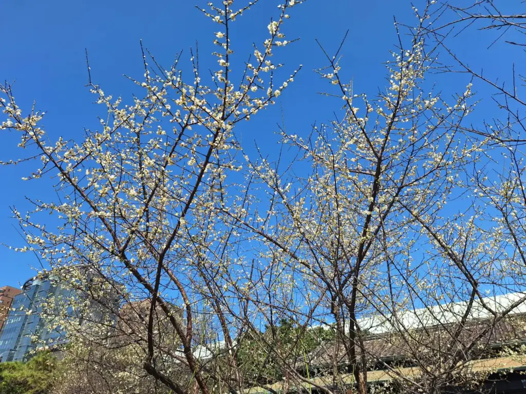 賞梅時節 逸仙、奇岩公園梅花喜報春 賞梅時節 逸仙、奇岩公園梅花喜報春
