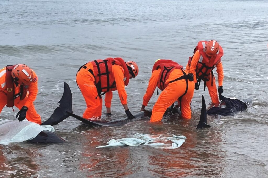 屏東車城海口沙灘小虎鯨集體擱淺 海巡搶救海放 屏東車城海口沙灘小虎鯨集體擱淺 海巡搶救海放