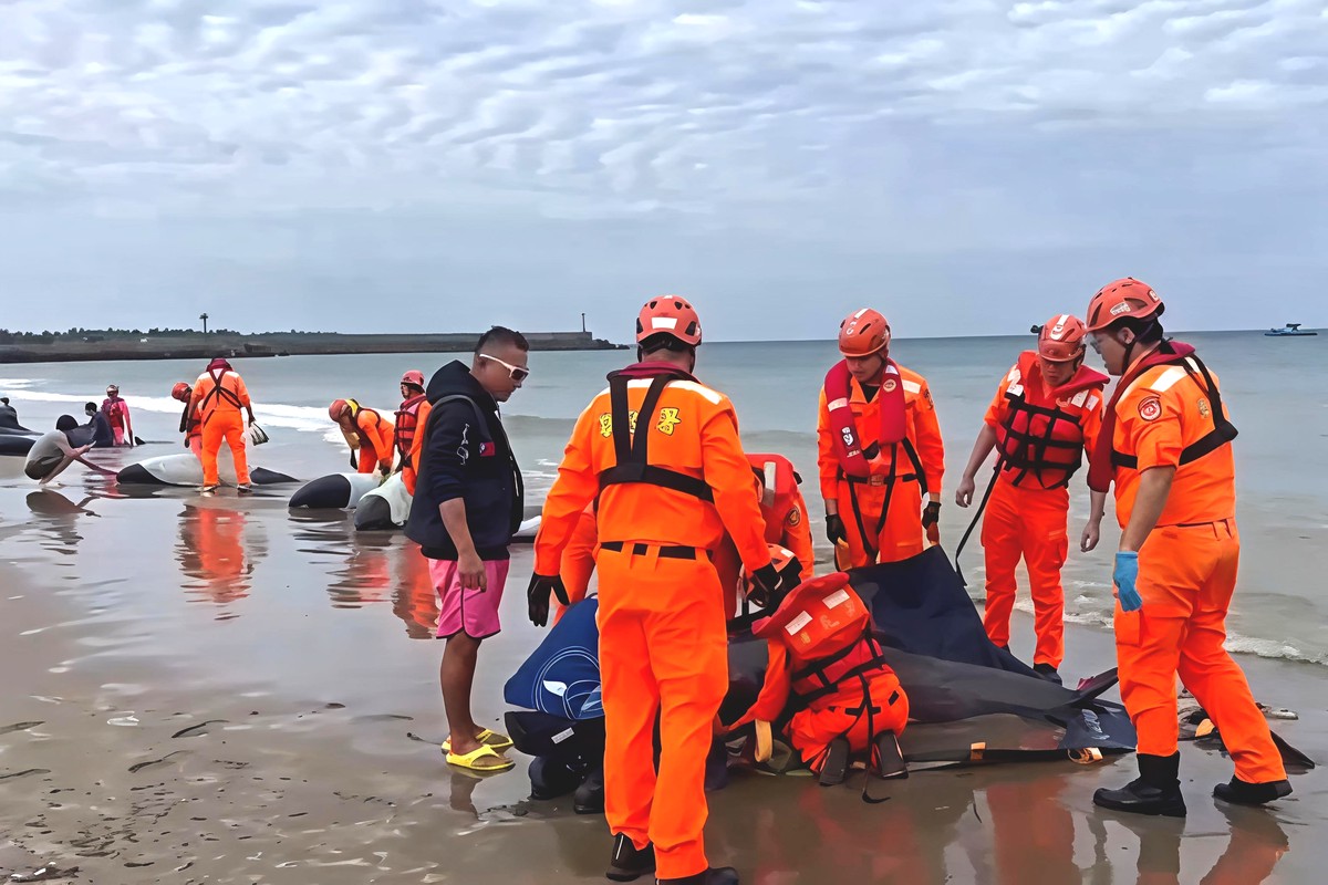 屏東車城海口沙灘小虎鯨集體擱淺 海巡搶救海放 屏東車城海口沙灘小虎鯨集體擱淺 海巡搶救海放