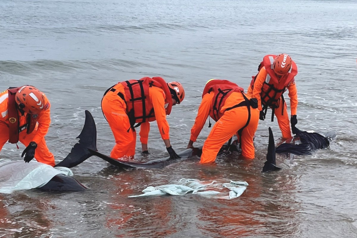 屏東車城海口沙灘小虎鯨集體擱淺 海巡搶救海放 屏東車城海口沙灘小虎鯨集體擱淺 海巡搶救海放