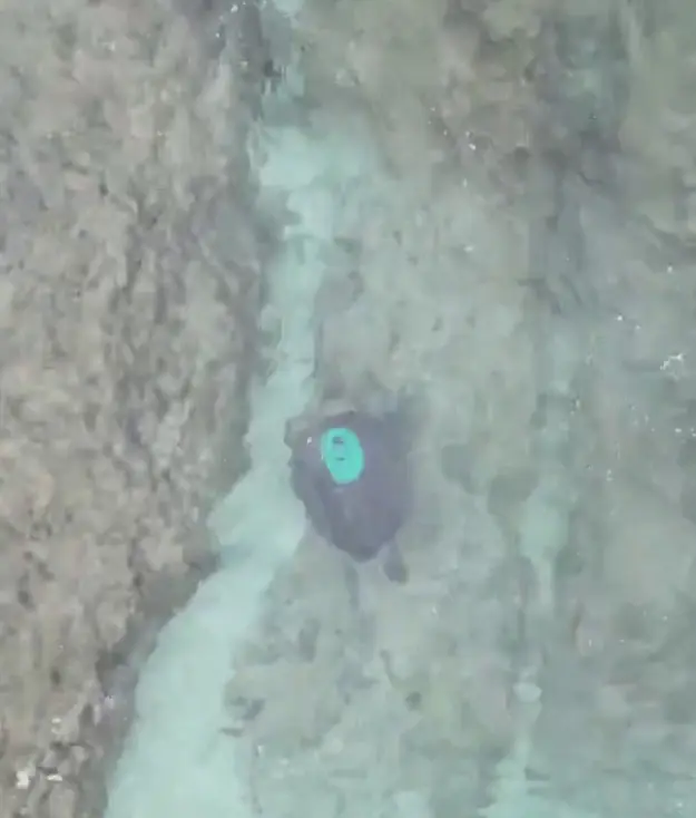 暖化下冬季母龜產卵 海保署啟動衛星追蹤 暖化下冬季母龜產卵 海保署啟動衛星追蹤