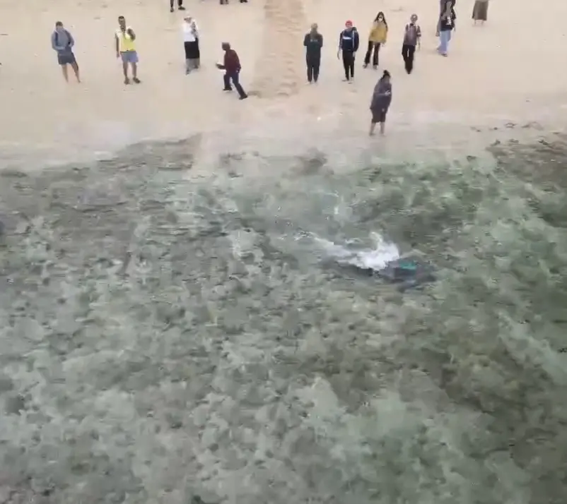 暖化下冬季母龜產卵 海保署啟動衛星追蹤 暖化下冬季母龜產卵 海保署啟動衛星追蹤