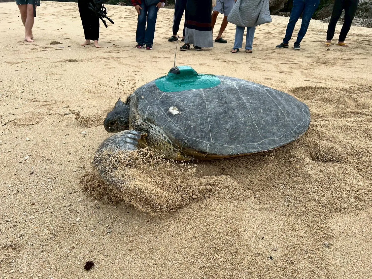 暖化下冬季母龜產卵 海保署啟動衛星追蹤 暖化下冬季母龜產卵 海保署啟動衛星追蹤
