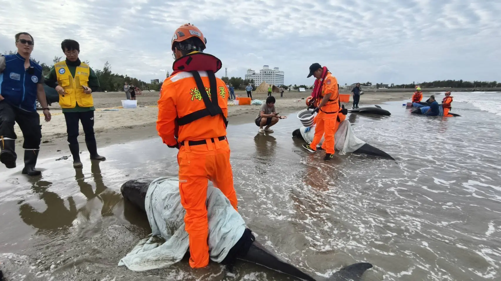 屏東縣11隻擱淺小虎鯨 海保署MARN團隊 搶救進度報告 屏東縣11隻擱淺小虎鯨 海保署MARN團隊 搶救進度報告