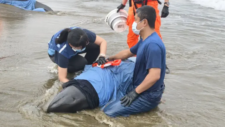 屏東縣11隻擱淺小虎鯨　海保署MARN團隊　搶救進度報告