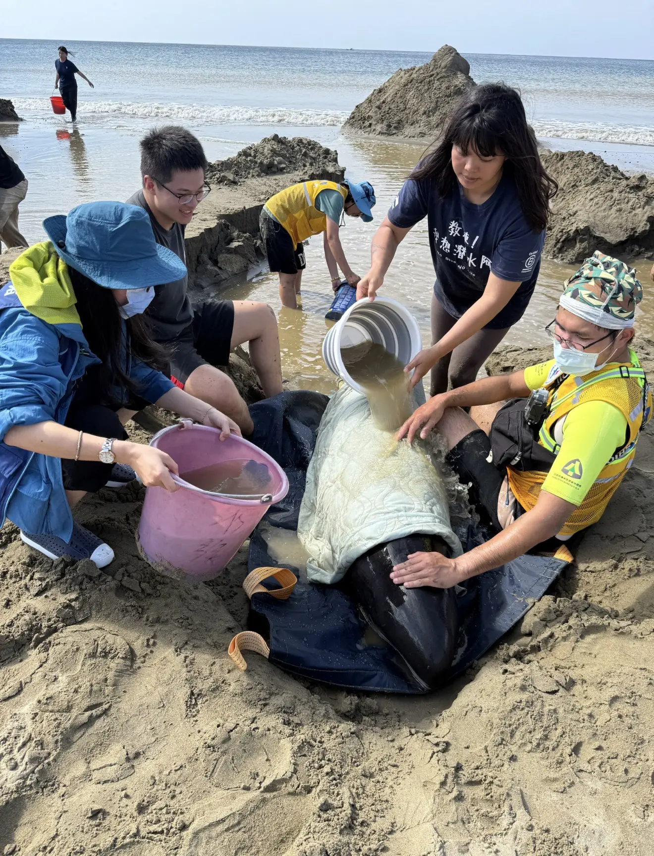 小虎鯨回家了!屏東擱淺救援成功 MARN團隊助其重返大海 小虎鯨回家了!屏東擱淺救援成功 MARN團隊助其重返大海
