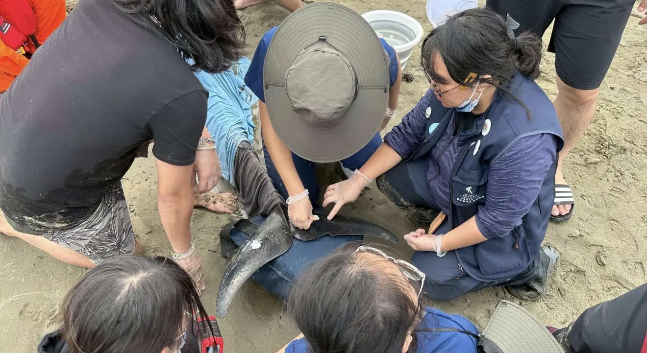 小虎鯨回家了!屏東擱淺救援成功 MARN團隊助其重返大海 小虎鯨回家了!屏東擱淺救援成功 MARN團隊助其重返大海