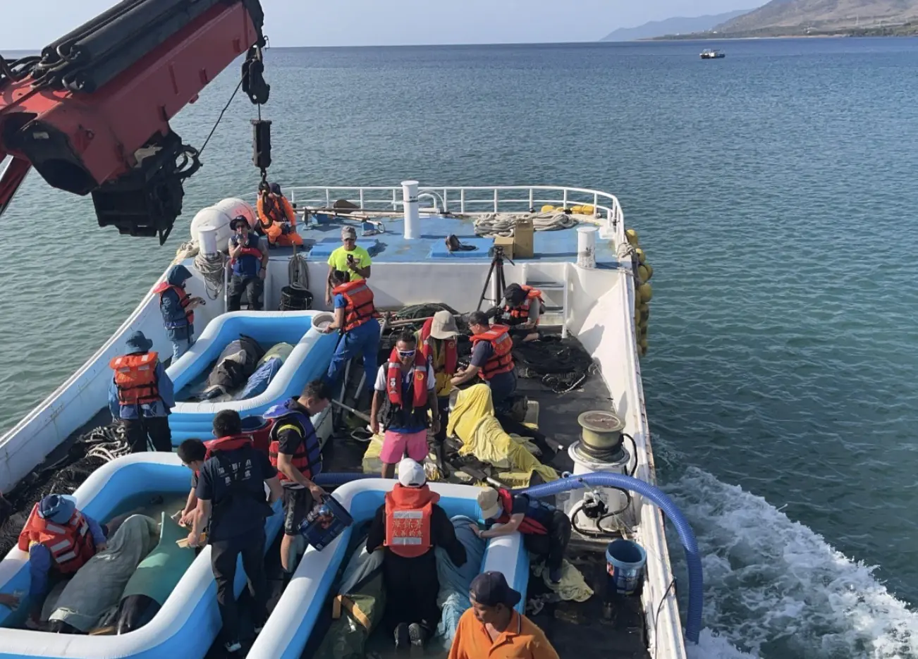 小虎鯨回家了!屏東擱淺救援成功 MARN團隊助其重返大海 小虎鯨回家了!屏東擱淺救援成功 MARN團隊助其重返大海