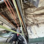 牆壁長樹會影響結構安全嗎？建築穩定性評估