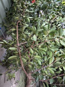 台北市萬華區公寓外牆除樹工程施工
