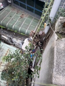 台北市萬華區公寓外牆除樹工程施工