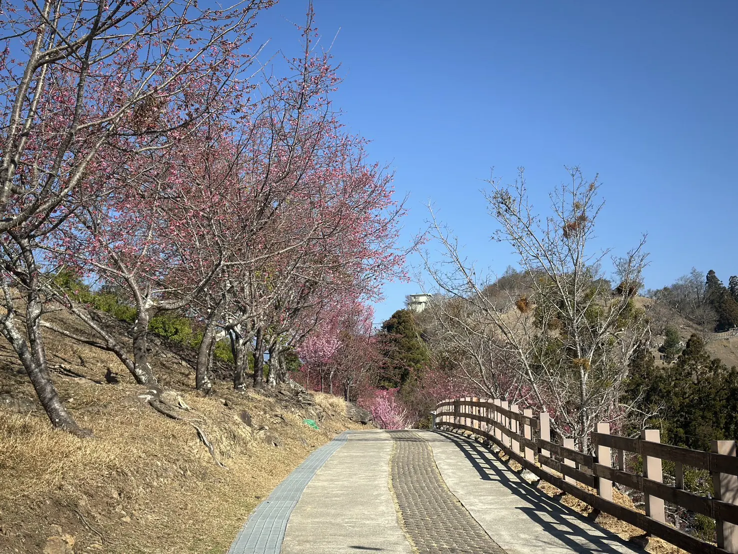把時間留給浪漫!清境粉紅櫻花綻放 與綿羊共譜春日進行曲 把時間留給浪漫!清境粉紅櫻花綻放 與綿羊共譜春日進行曲