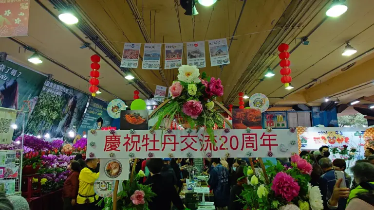 日式牡丹驚艷建國花市　台日花卉展、島根貓熱鬧迎春