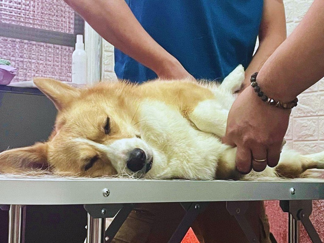 台南寵物經絡按摩:狗狗筋膜放鬆+經絡調理讓熟齡犬有個好覺 台南寵物經絡按摩:狗狗筋膜放鬆+經絡調理讓熟齡犬有個好覺