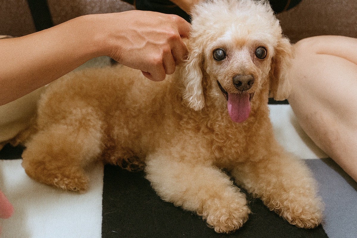 台南寵物經絡按摩:狗狗筋膜放鬆+經絡調理讓熟齡犬有個好覺 台南寵物經絡按摩:狗狗筋膜放鬆+經絡調理讓熟齡犬有個好覺