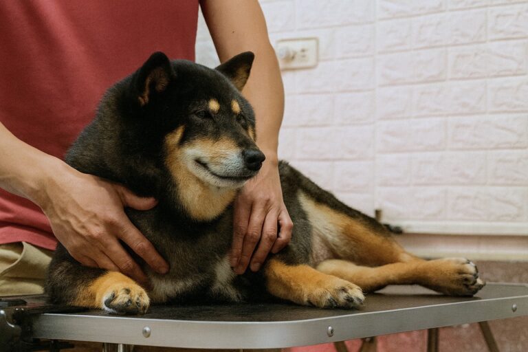 台南寵物經絡按摩：狗狗筋膜放鬆+經絡調理讓熟齡犬有個好覺
