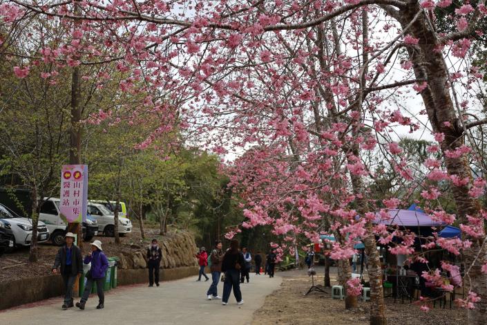 草嶺櫻花盛開人潮湧現 張麗善縣長勘查交通疏運、慰勞執勤人員 春節期間適逢古坑草嶺石壁櫻花盛開,吸引大批民眾上山走春賞花。