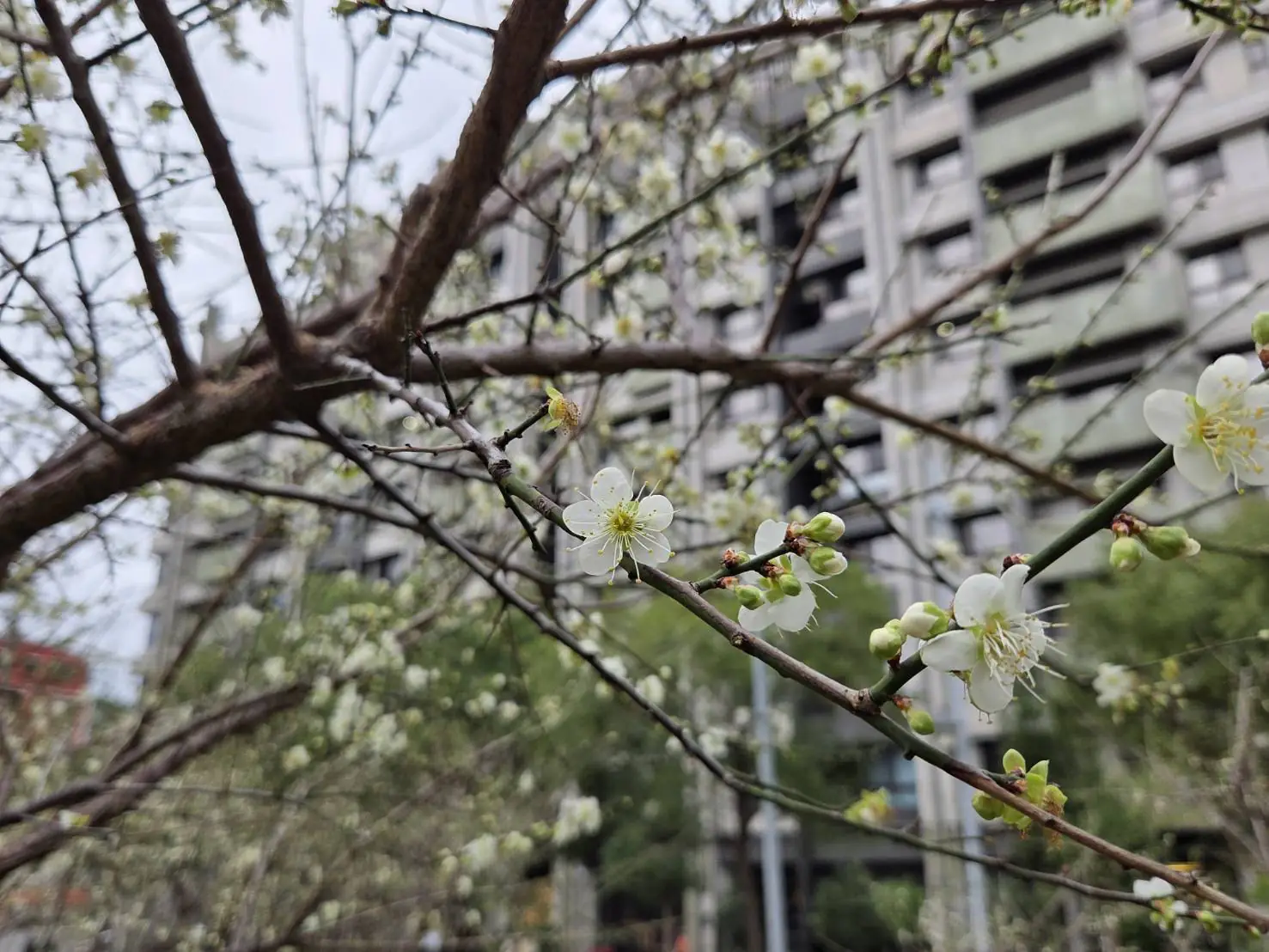 賞梅時節　逸仙、奇岩公園梅花喜報春