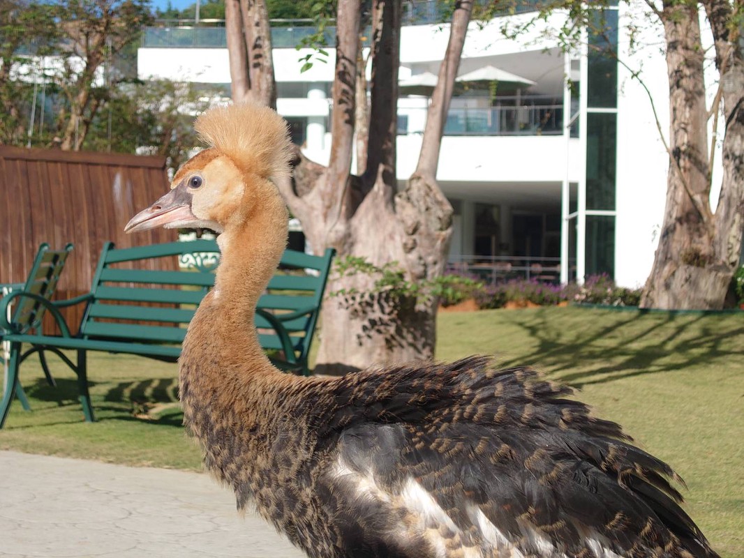 宜蘭萌寵農場風暴後的曙光!九九峰動物樂園「生命守護計畫」 專業醫療接手確保動物福祉 宜蘭萌寵農場風暴後的曙光!九九峰動物樂園「生命守護計畫」 專業醫療接手確保動物福祉