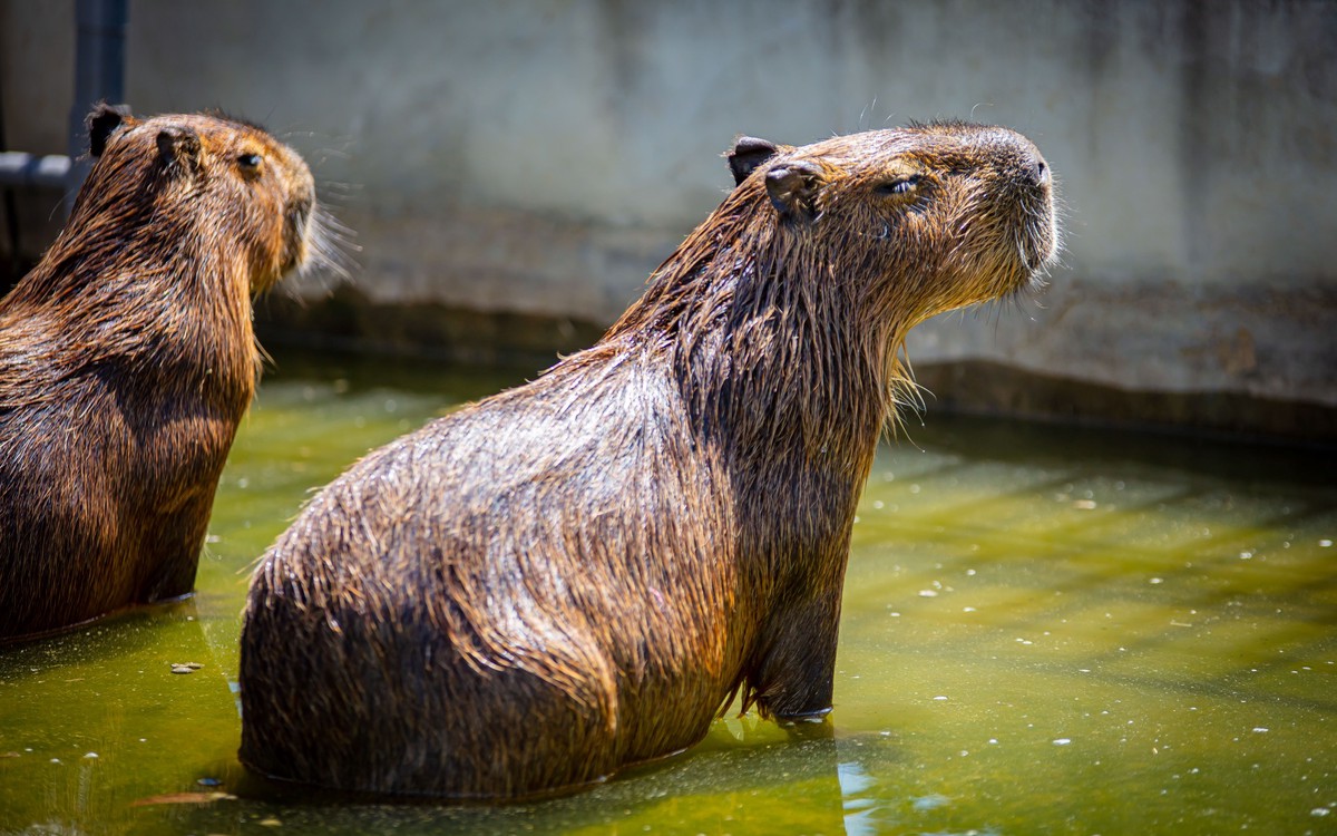 宜蘭萌寵農場風暴後的曙光!九九峰動物樂園「生命守護計畫」 專業醫療接手確保動物福祉 宜蘭萌寵農場風暴後的曙光!九九峰動物樂園「生命守護計畫」 專業醫療接手確保動物福祉