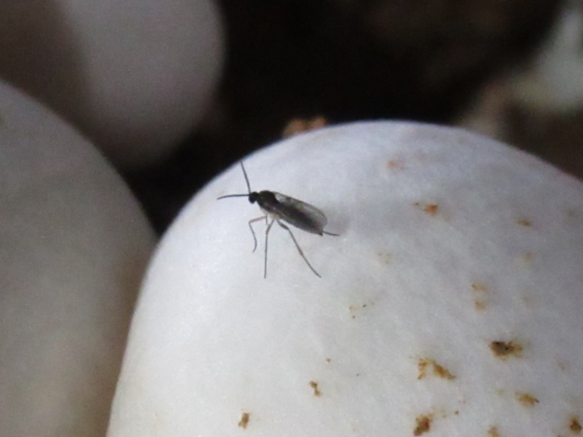 菇舍智慧型LED燈滅蟲技術 有效提升菇類產量與品質 菇舍智慧型LED燈滅蟲技術 有效提升菇類產量與品質