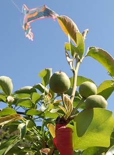 苗栗場長期監測苗栗梨園未見梨木蝨 農藥使用可持續減量 苗栗場長期監測苗栗梨園未見梨木蝨 農藥使用可持續減量