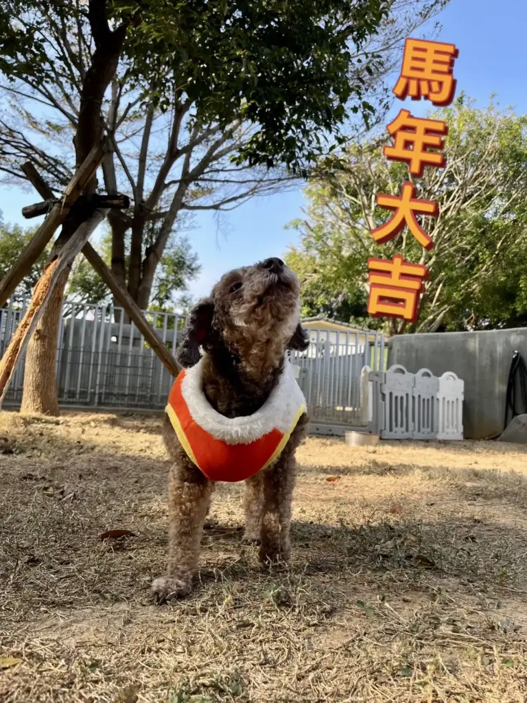 動物之家超暖心! 春節加菜過好年 陪伴一起馬上幸福 動物之家超暖心! 春節加菜過好年 陪伴一起馬上幸福