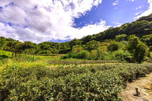 茶山古道品茗聽樂 微笑近山走3徑 3/14深坑登場 茶山古道品茗聽樂 微笑近山走3徑 3/14深坑登場