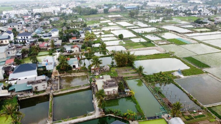越南竈神節鯉魚市場火熱 清化省最大養殖村進入收穫高峰