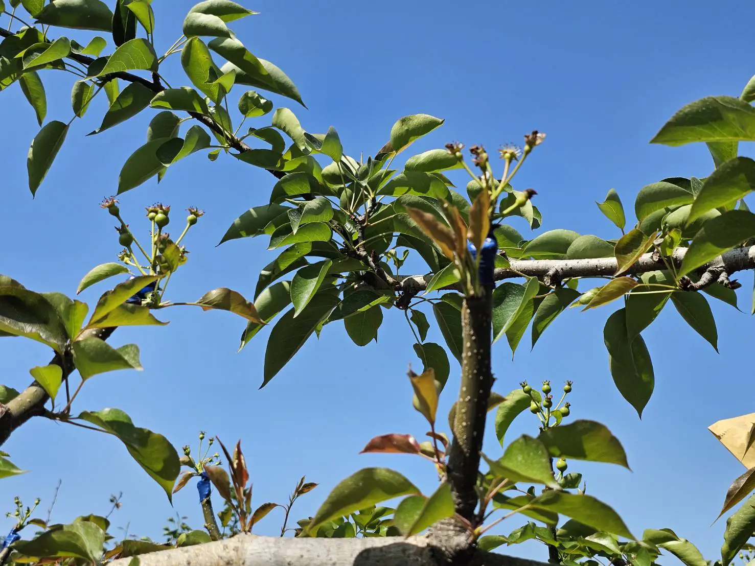 中市高接梨穗災損補助 3/19-4/1受災農民可申請現金救助 中市高接梨穗災損補助 3/19-4/1受災農民可申請現金救助