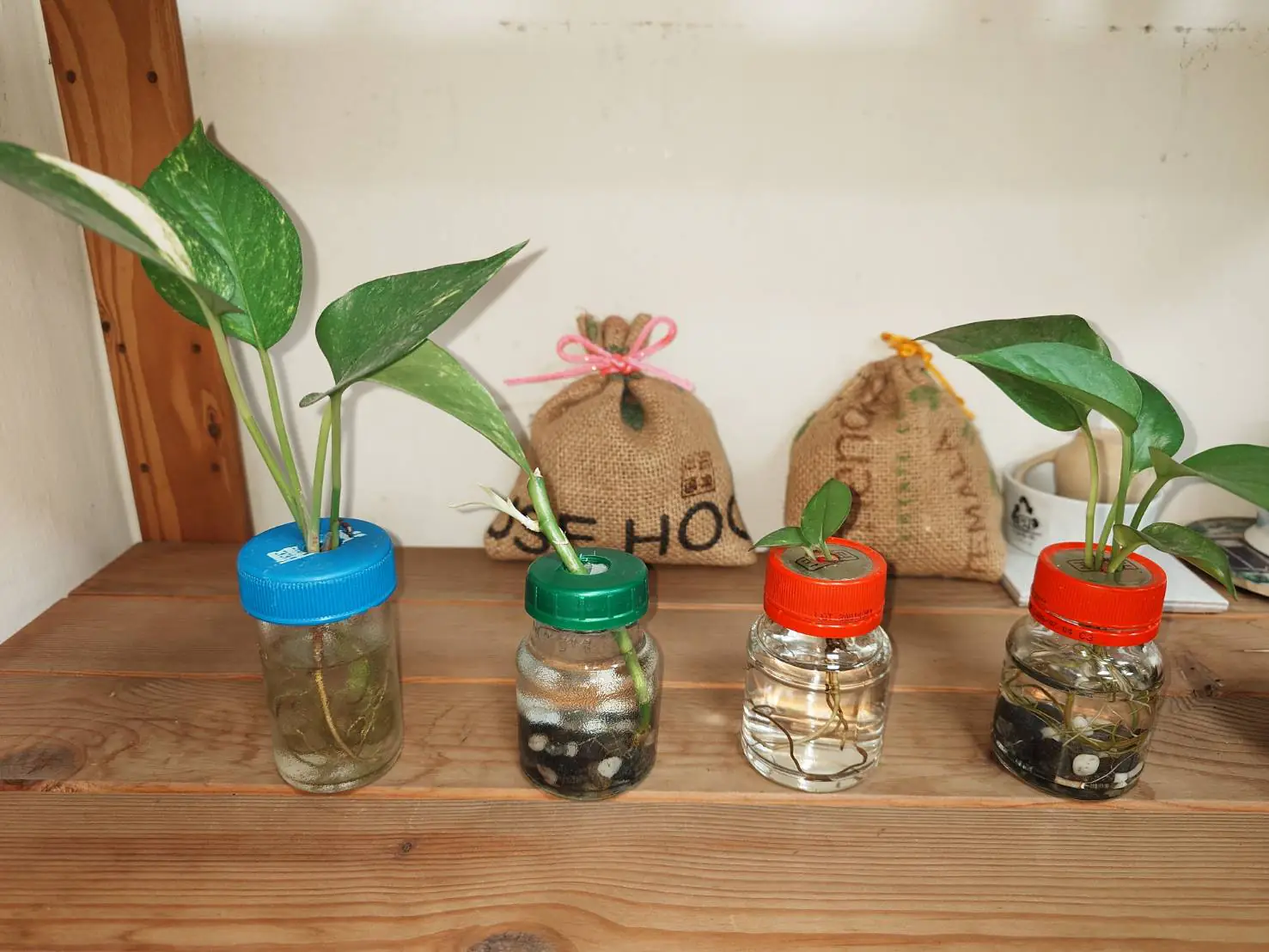 舊瓶罐種出好空氣 中市清潔隊推再生植栽兼顧美化與防疫 舊瓶罐種出好空氣 中市清潔隊推再生植栽兼顧美化與防疫