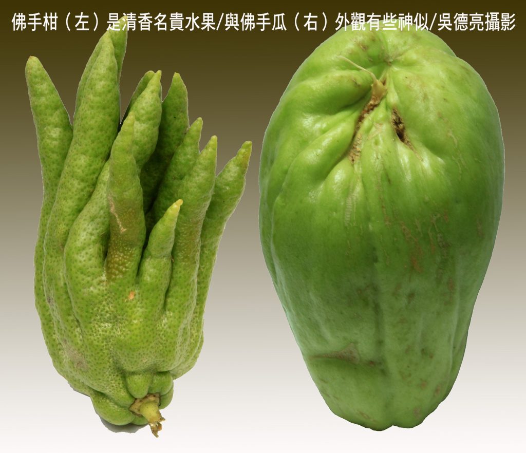 佛手茶唐山過台灣 佛手茶唐山過台灣