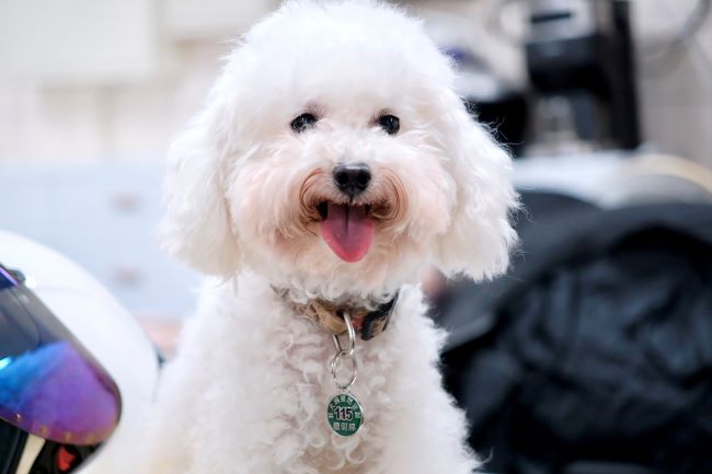 新北狂犬病績效全國No.1 侯友宜表揚防疫英雄 13 《圖說》115年狂犬病頸牌為綠色,每年皆須補強疫苗。〈動保處提供〉