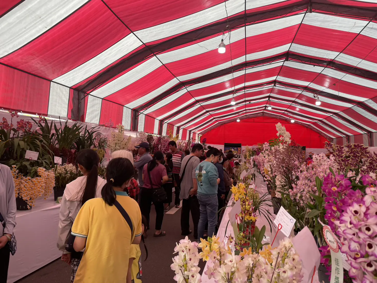 2026春季蘭花評鑑今頒獎 中市農業局邀民共賞國產花卉魅力 2026春季蘭花評鑑今頒獎 中市農業局邀民共賞國產花卉魅力