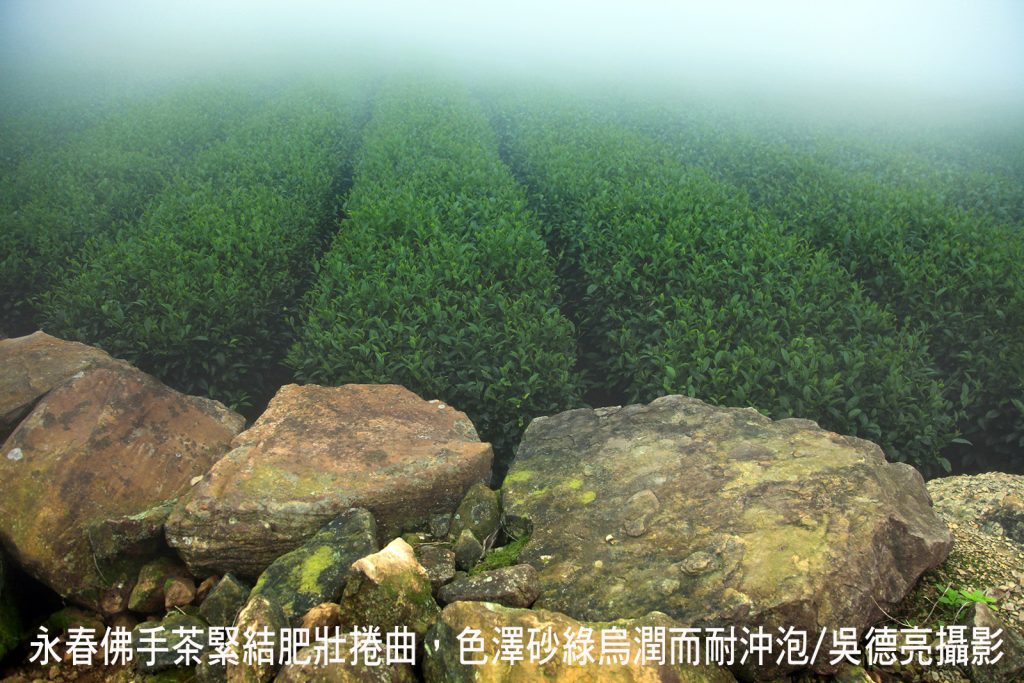 佛手茶唐山過台灣 佛手茶唐山過台灣