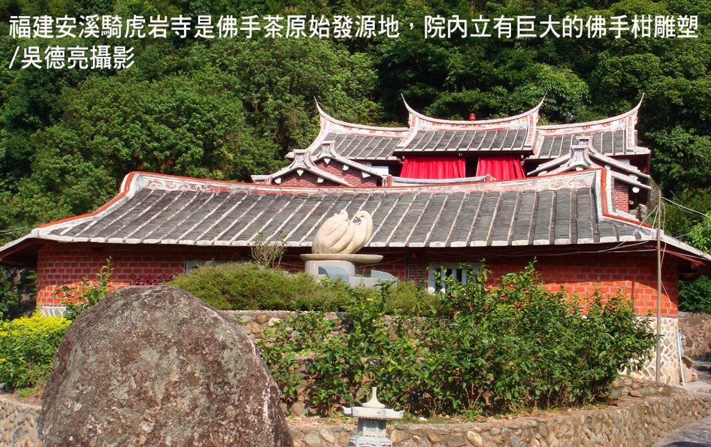 佛手茶唐山過台灣 佛手茶唐山過台灣