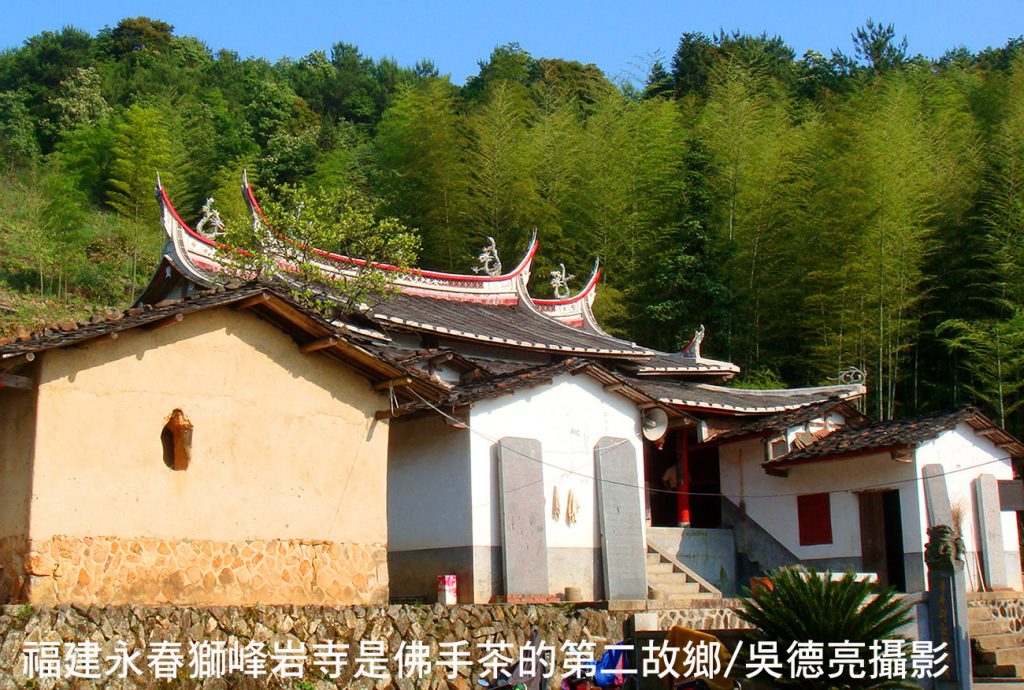 佛手茶唐山過台灣 佛手茶唐山過台灣