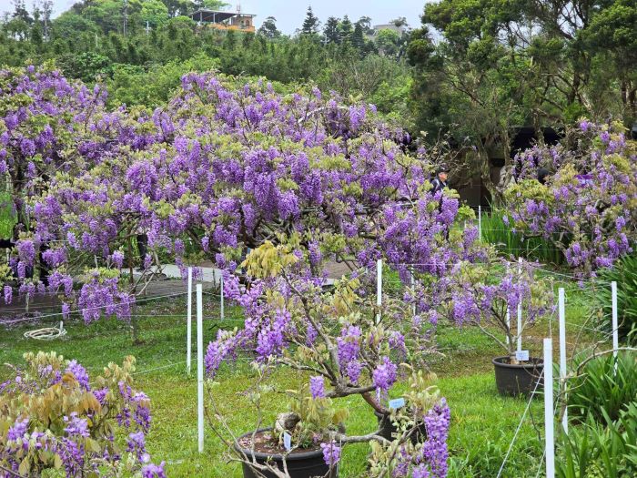 淡水紫藤花季登場 尾推食農體驗遊程 4 《圖說》盛開的紫藤花瀑。〈業者提供〉