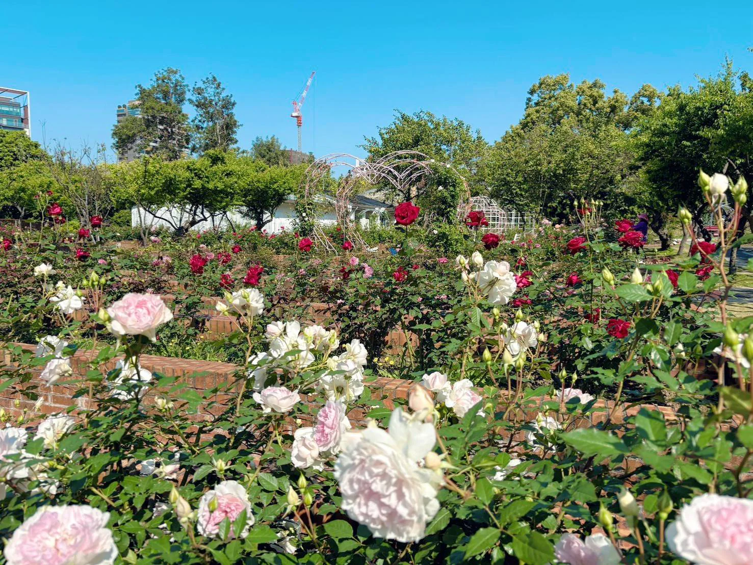 士林官邸玫瑰幫追愛 單身男女聯誼覓良緣 士林官邸玫瑰幫追愛 單身男女聯誼覓良緣